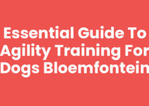 Essential Guide to Agility Training for Dogs Bloemfontein