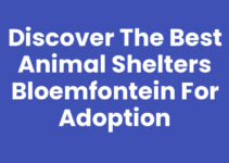 Discover the Best Animal Shelters Bloemfontein for Adoption