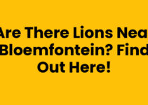 Are there lions near Bloemfontein? Find Out Here!