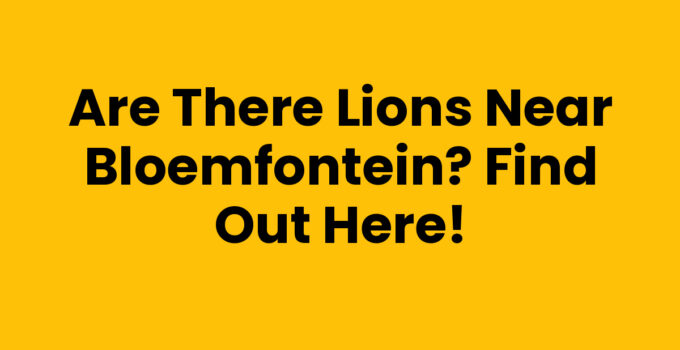 Are there lions near Bloemfontein - Captivating lion in a wildlife reserve
