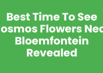 Best Time to See Cosmos Flowers Near Bloemfontein Revealed