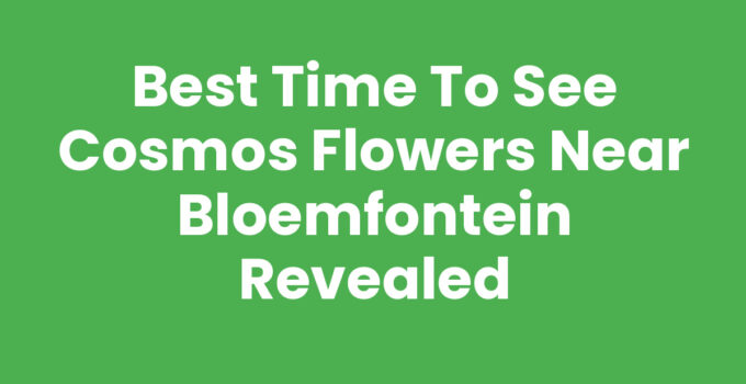 Best time to see cosmos flowers near Bloemfontein in full bloom