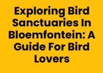 Exploring Bird Sanctuaries in Bloemfontein: A Guide for Bird Lovers