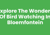 Explore the Wonders of Bird Watching in Bloemfontein