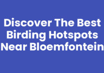 Discover the Best Birding Hotspots Near Bloemfontein