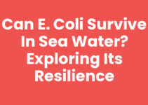 Can E. coli Survive in Sea Water? Exploring Its Resilience Can E. coli Survive in Sea Water? Exploring Its Resilience