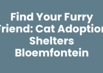 Find Your Furry Friend: Cat Adoption Shelters Bloemfontein