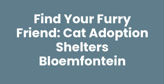 Find Your Furry Friend: Cat Adoption Shelters Bloemfontein