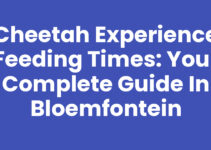 Cheetah Experience Feeding Times: Your Complete Guide in Bloemfontein Cheetah Experience Feeding Times: Your Complete Guide in Bloemfontein