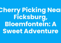 Cherry Picking Near Ficksburg, Bloemfontein: A Sweet Adventure