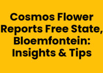 Cosmos Flower Reports Free State, Bloemfontein: Insights & Tips