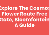 Explore the Cosmos Flower Route Free State, Bloemfontein: A Guide Explore the Cosmos Flower Route Free State, Bloemfontein: A Guide