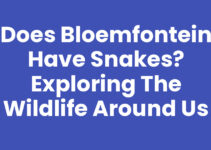 Does Bloemfontein Have Snakes? Exploring the Wildlife Around Us Does Bloemfontein Have Snakes? Exploring the Wildlife Around Us