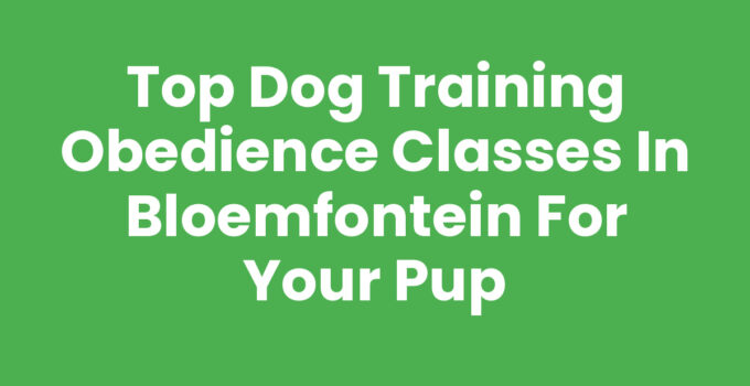 Dog training obedience classes in Bloemfontein