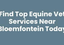 Find Top Equine Vet Services Near Bloemfontein Today