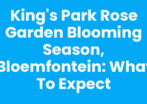 King’s Park Rose Garden Blooming Season, Bloemfontein: What to Expect King’s Park Rose Garden Blooming Season, Bloemfontein: What to Expect