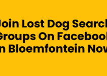 Join Lost Dog Search Groups on Facebook in Bloemfontein Now Join Lost Dog Search Groups on Facebook in Bloemfontein Now