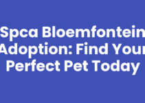 SPCA Bloemfontein Adoption: Find Your Perfect Pet Today