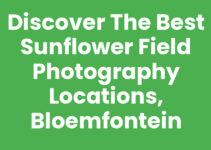 Discover the Best Sunflower Field Photography Locations, Bloemfontein Discover the Best Sunflower Field Photography Locations, Bloemfontein