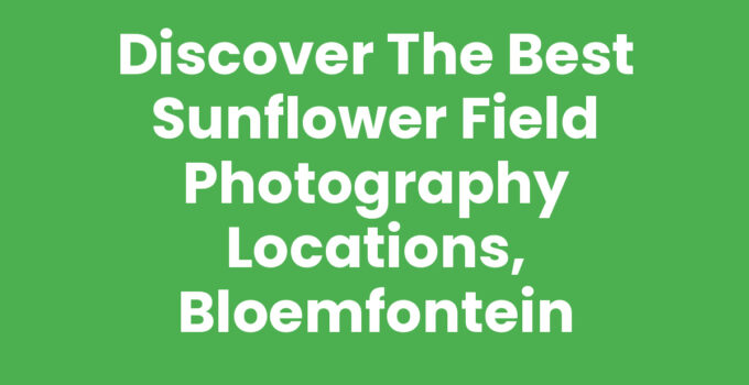 Sunflower field photography locations, Bloemfontein