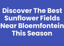 Discover the Best Sunflower Fields Near Bloemfontein This Season