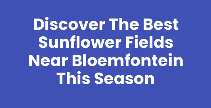 A beautiful view of sunflower fields near Bloemfontein in full bloom