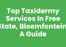 Top Taxidermy Services in Free State, Bloemfontein: A Guide
