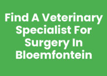 Find a Veterinary Specialist for Surgery in Bloemfontein