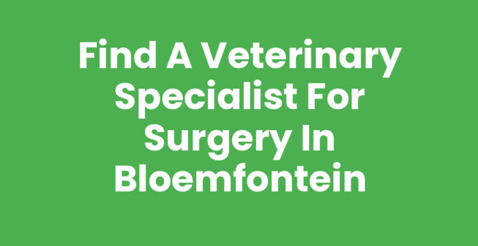 Veterinary specialist for surgery in Bloemfontein caring for a dog