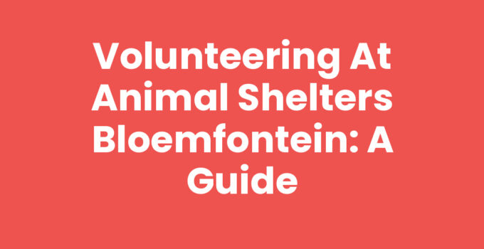 Volunteering at animal shelters Bloemfontein, showing volunteers caring for animals.