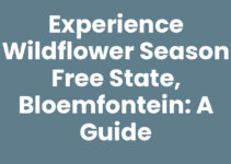 Experience Wildflower Season Free State, Bloemfontein: A Guide